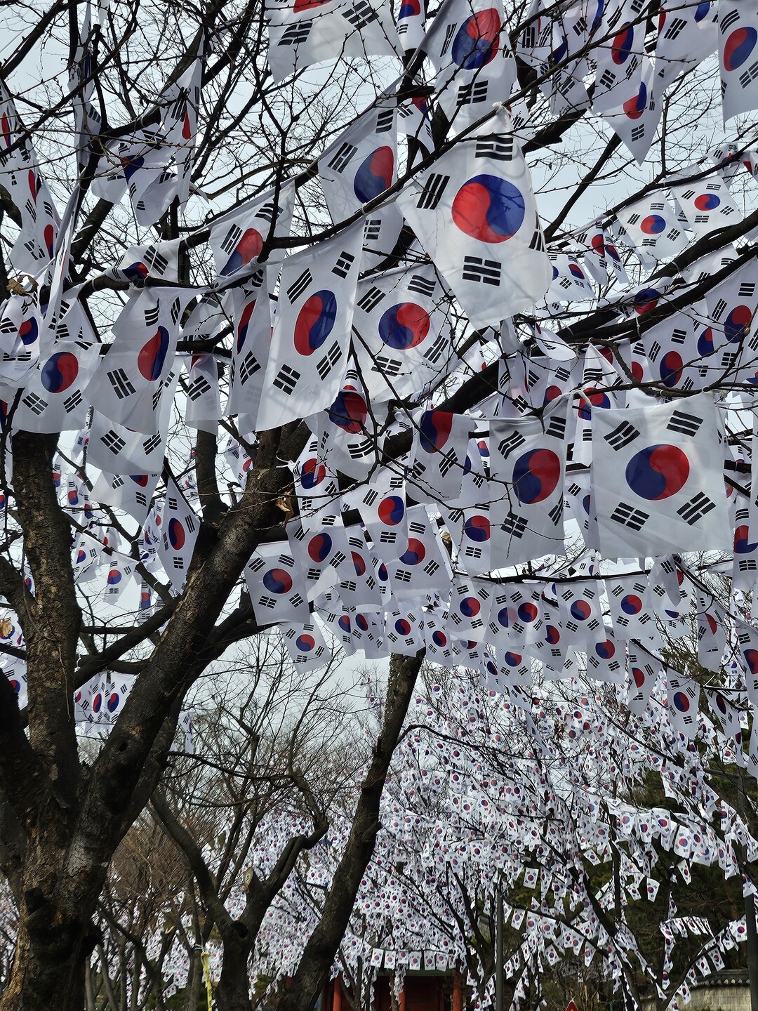 [포토뉴스] 독립의 성지, 효창공원에 피어난 ‘태극기 꽃잎’